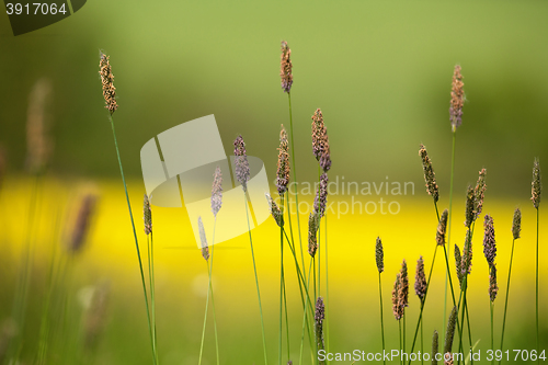 Image of grass on meadow with color background