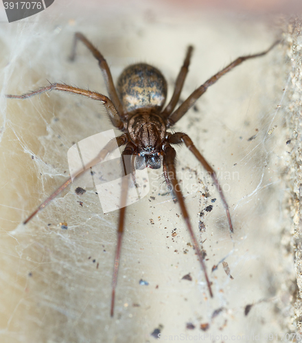 Image of spider in the Liocranidae family on web