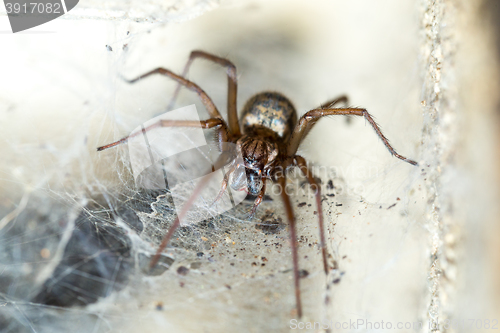Image of spider in the Liocranidae family on web