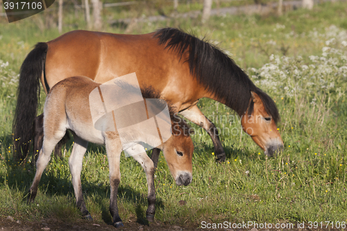 Image of gotland ponies