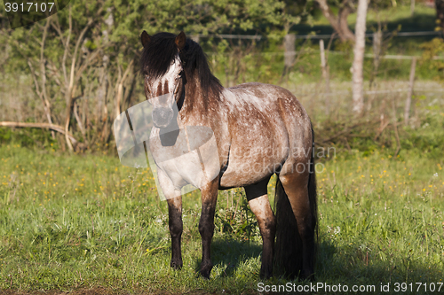 Image of gotland pony