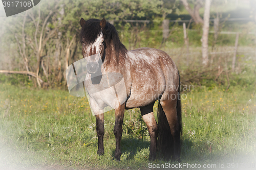 Image of gotland pony