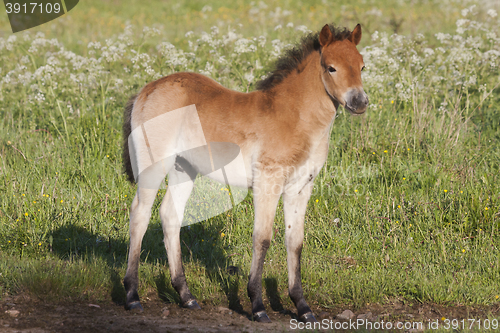 Image of pony colt