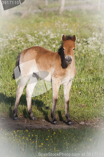 Image of gotland pony foal