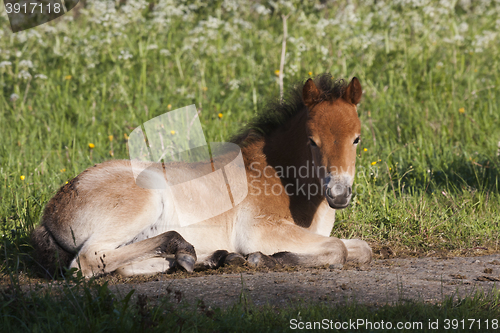 Image of foal