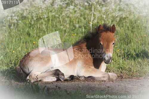 Image of pony foal