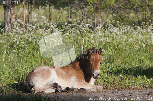 Image of gotland pony foal