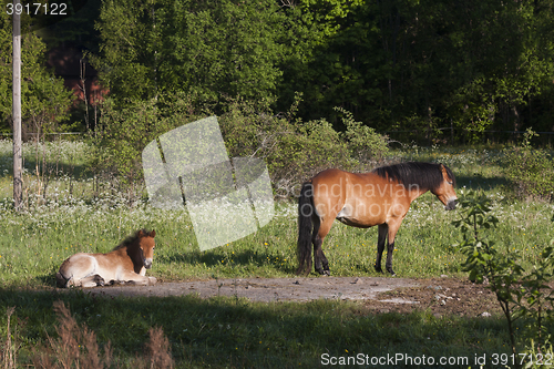 Image of gotland pony