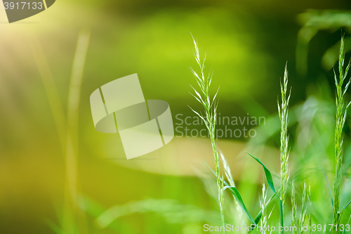 Image of spring grass on Riverside with shallow focus