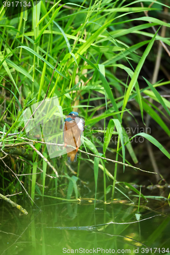 Image of Common Kingfisher (Alcedo Atthis) - Male with Fish