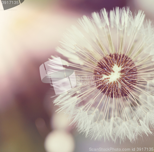 Image of close up of Dandelion on background green grass