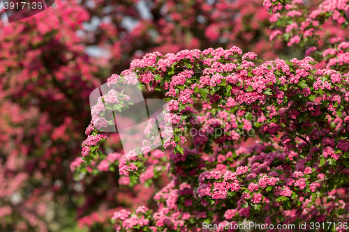 Image of Flowers pink hawthorn. Tree pink hawthorn