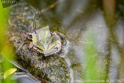 Image of perfectly masked Edible frog in water