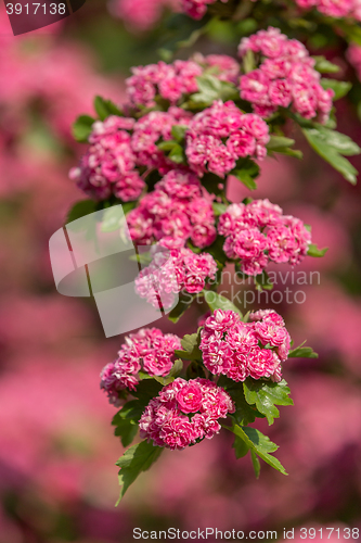 Image of Flowers pink hawthorn. Tree pink hawthorn