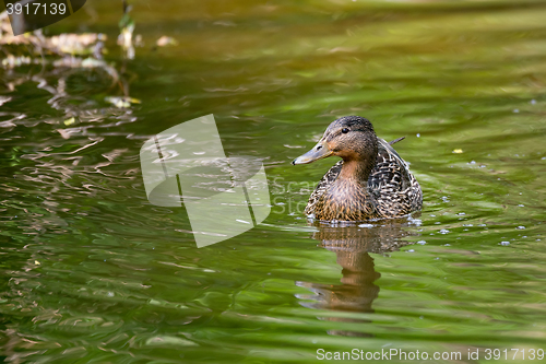Image of Mallard Duck Anas platyrhynchos, Female on river