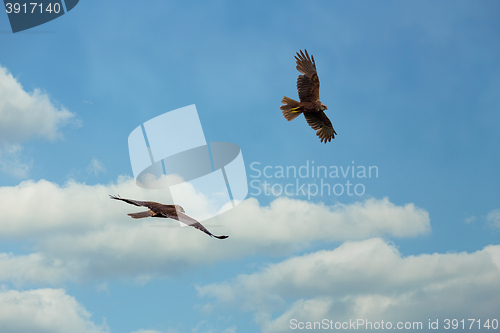 Image of The western marsh harrier male and female