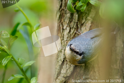 Image of Eurasian nuthatch (Sitta europaea)