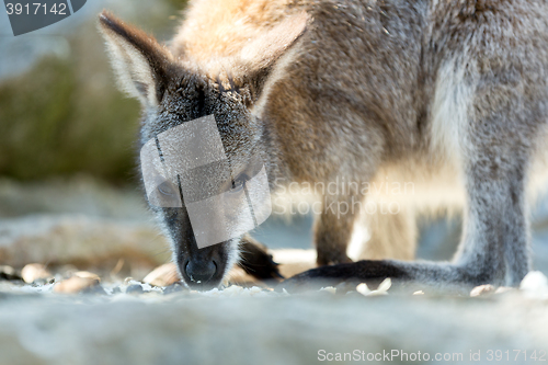 Image of Closeup of a Red-necked Wallaby baby