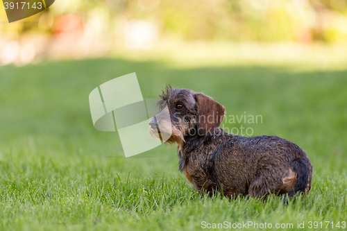 Image of female portrait of brown dachshund