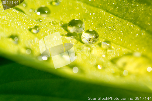 Image of water drops on green plant leaf