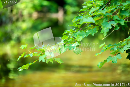 Image of spring twig on Riverside with shallow focus