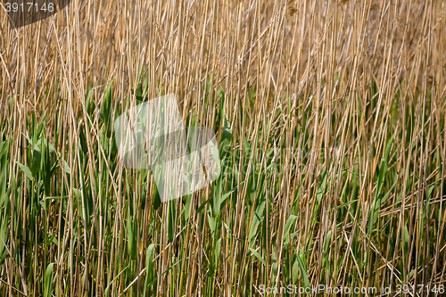 Image of reeds at the pond background