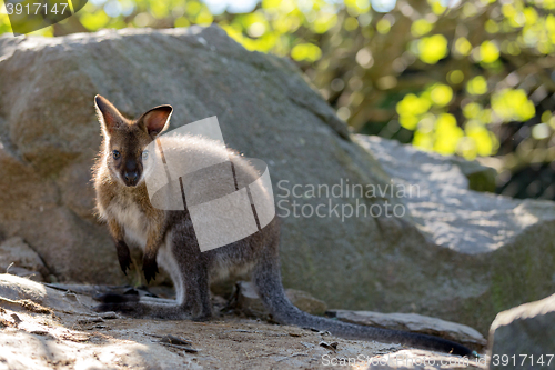 Image of Closeup of a Red-necked Wallaby baby