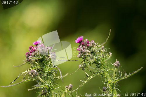 Image of Purple thistle in green meadow