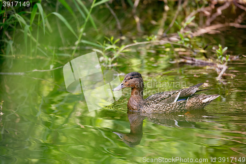 Image of Mallard Duck Anas platyrhynchos, Female on river