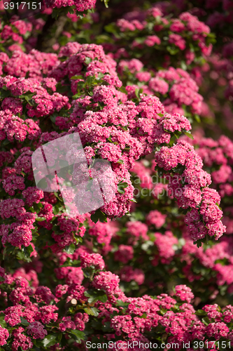 Image of Flowers pink hawthorn. Tree pink hawthorn