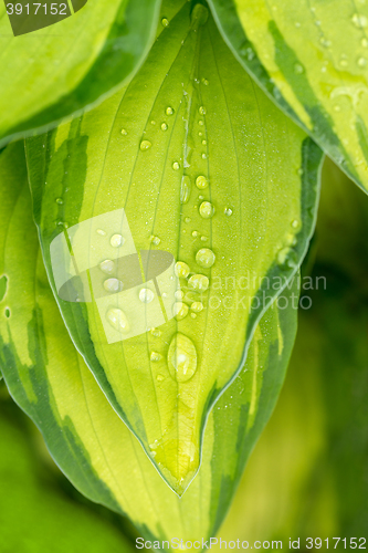 Image of water drops on green plant leaf 