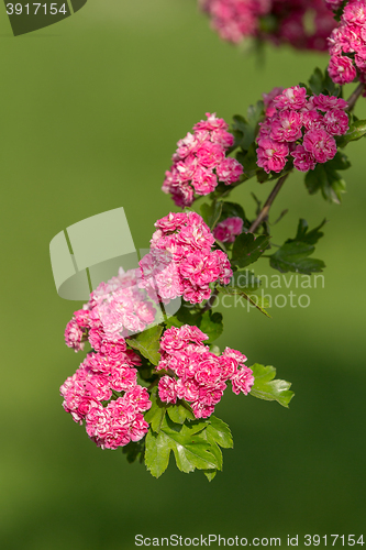 Image of Flowers pink hawthorn. Tree pink hawthorn