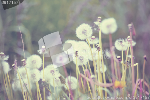 Image of close up of Dandelion on background green grass