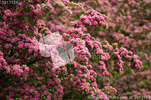 Image of Flowers pink hawthorn. Tree pink hawthorn