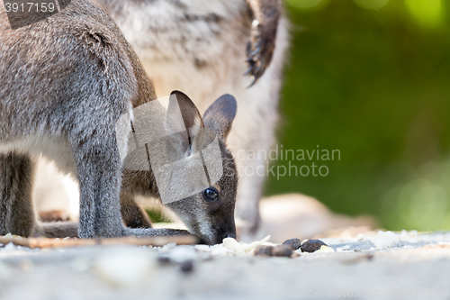 Image of Closeup of a Red-necked Wallaby baby