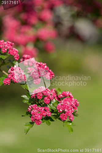 Image of Flowers pink hawthorn. Tree pink hawthorn