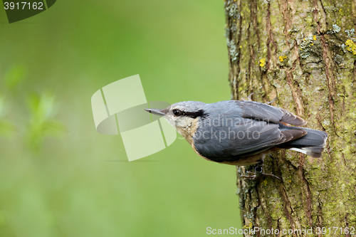 Image of Eurasian nuthatch (Sitta europaea)