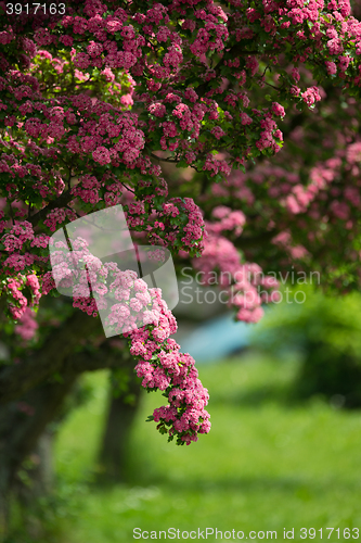 Image of Flowers pink hawthorn. Tree pink hawthorn