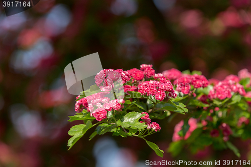 Image of Flowers pink hawthorn. Tree pink hawthorn