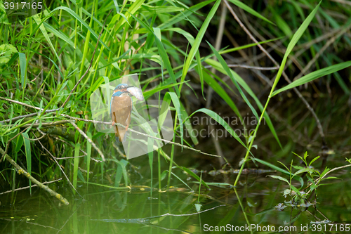 Image of Common Kingfisher (Alcedo Atthis) - Male with Fish