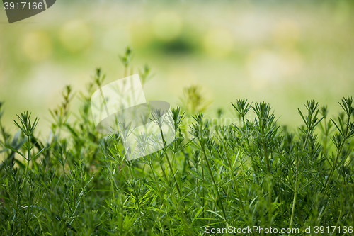 Image of spring plants on Riverside with shallow focus