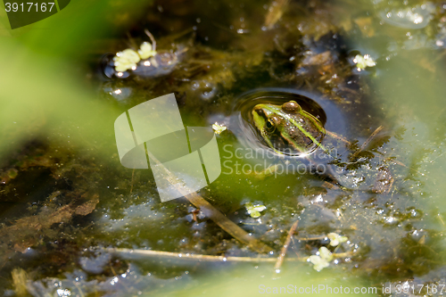Image of perfectly masked Edible frog in water