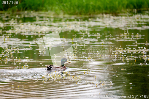 Image of Mallard Duck Anas platyrhynchos, male on pond