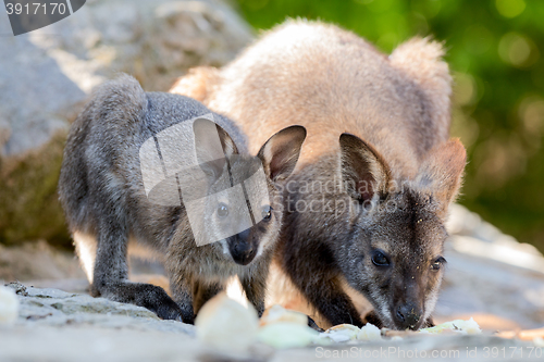 Image of Closeup of a Red-necked Wallaby baby with mother