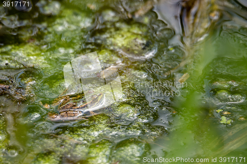 Image of perfectly masked Edible frog in water