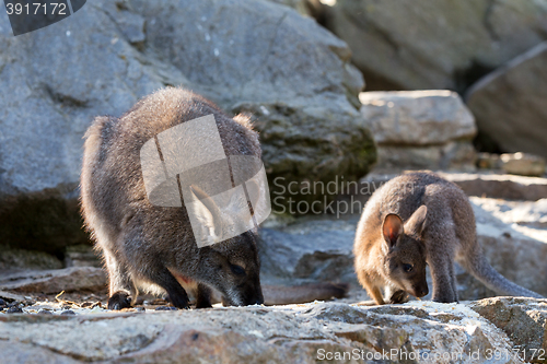 Image of Closeup of a Red-necked Wallaby baby with mother