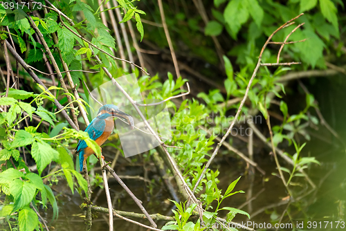 Image of Common Kingfisher (Alcedo Atthis) - Male with Fish