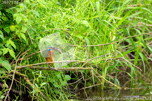 Image of Common Kingfisher (Alcedo Atthis) - Male with Fish