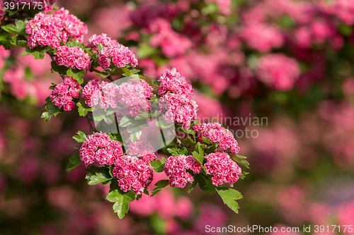 Image of Flowers pink hawthorn. Tree pink hawthorn