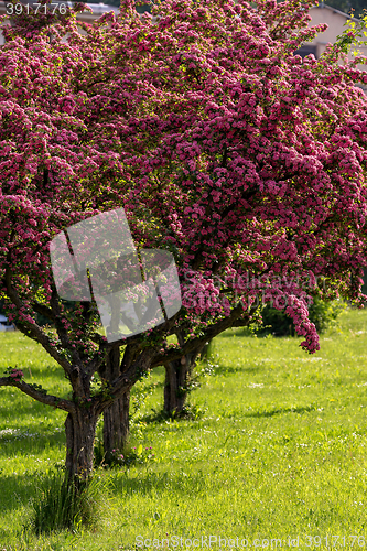 Image of Flowers pink hawthorn. Tree pink hawthorn